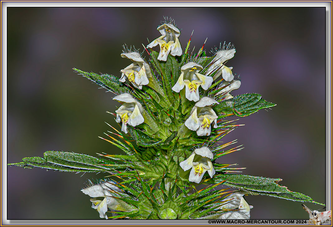Galeopsis 